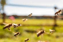 Sauvons les abeilles