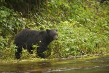 85 % de la forêt du Grand Ours, au Canada, sont sanctuarisés